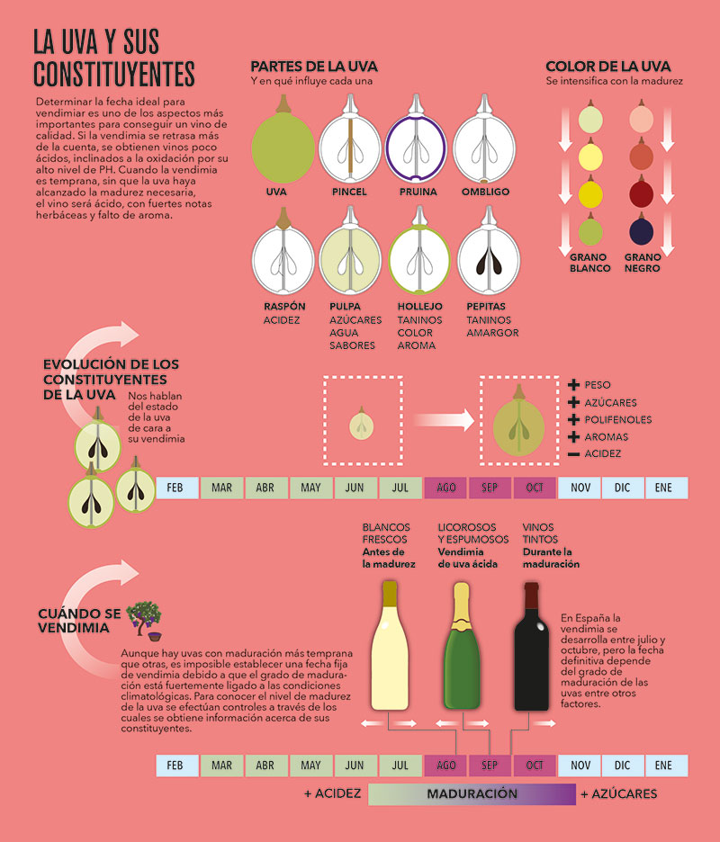 #ConVinoConTodo: El vino con sentido