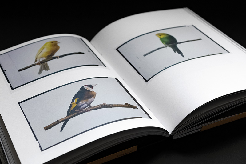 Velado by Marc Villalba