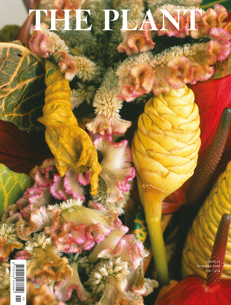 "The Plant" editorial project by Isa Merino and Carol Montpart, former students of EINA