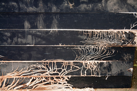 “Abandoned? Does anywhere exist that is truly abandoned?” Geppe Monrós + Julia Clay