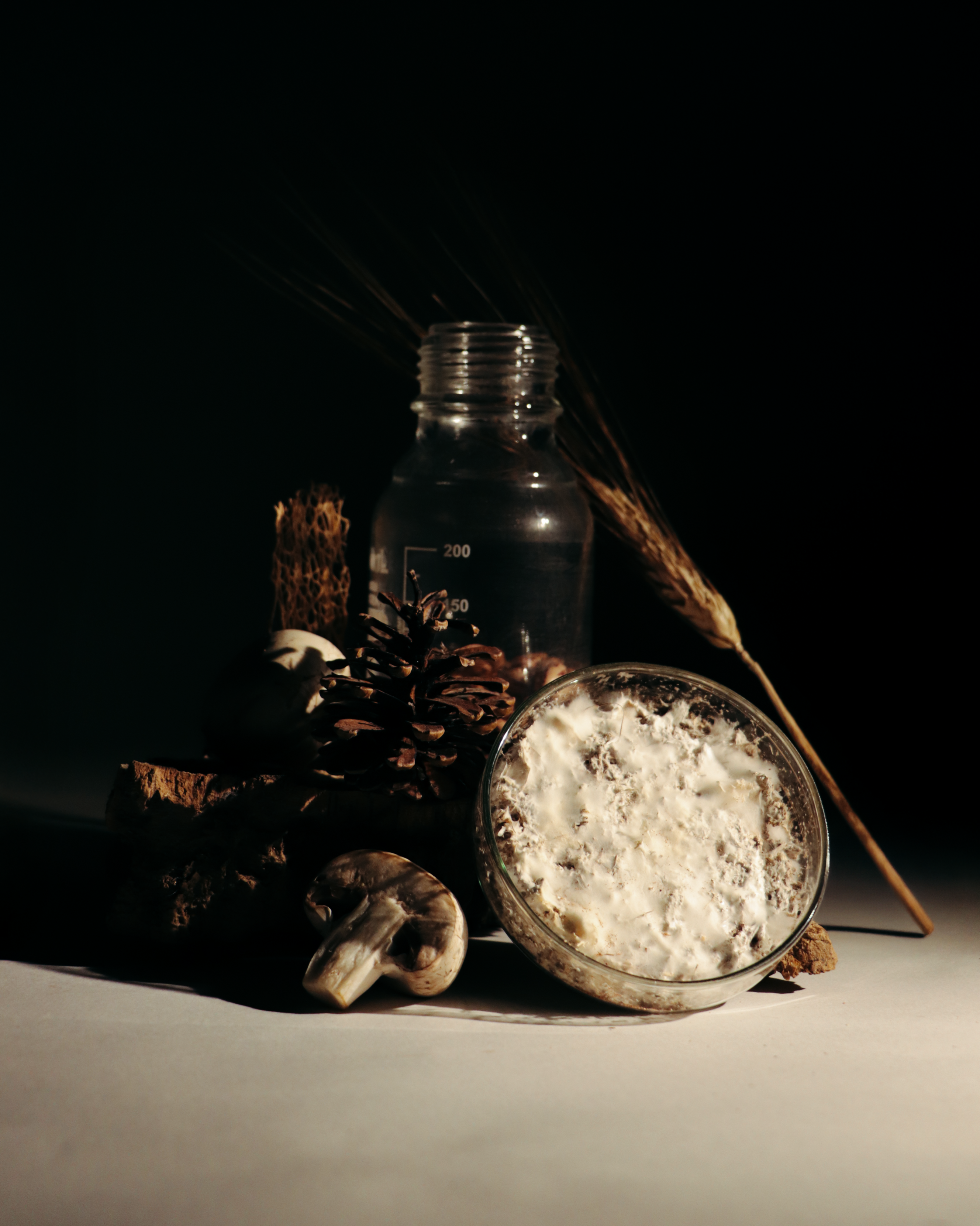 la natura com a laboratori de creació