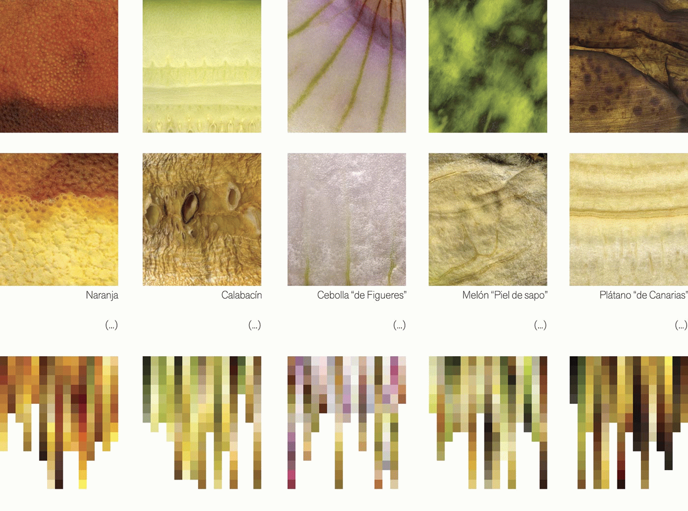 Carolina E. Díaz Galindo - Hortacroma