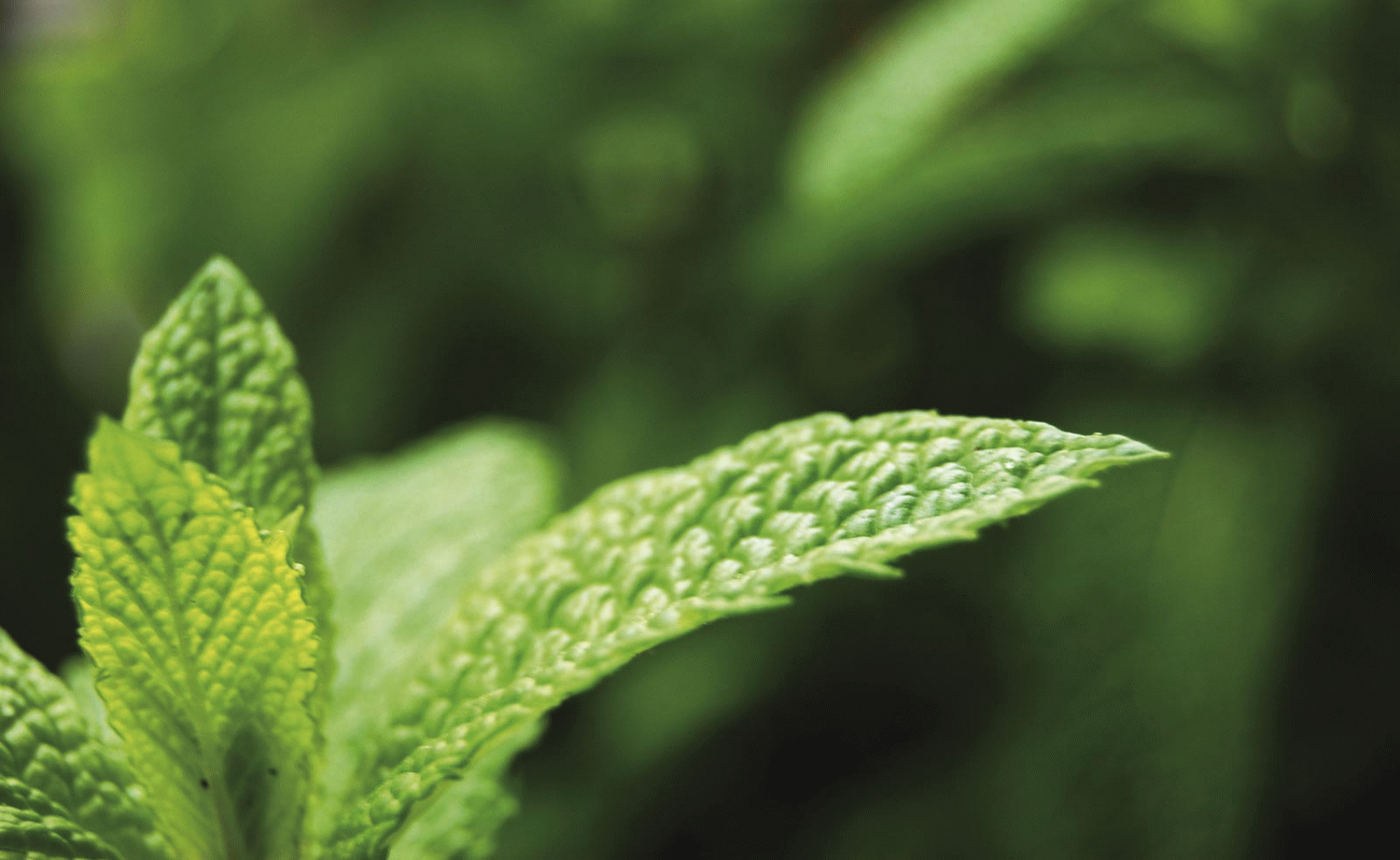 Daniel Castro - Mint