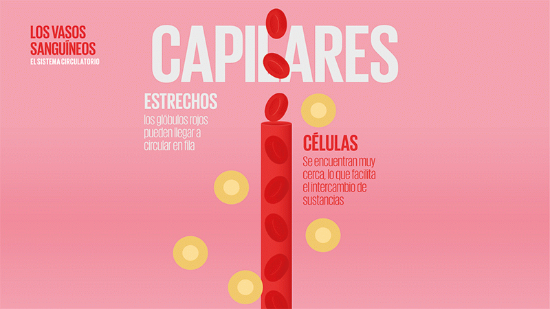 Globo - Sofia Soldevila de ViIallonga