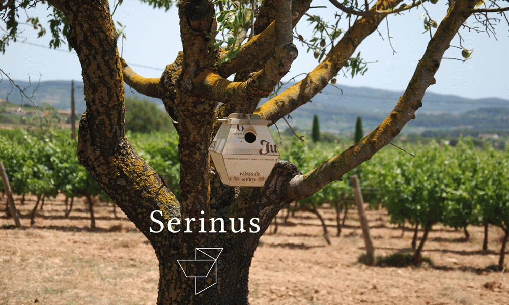 Serinus