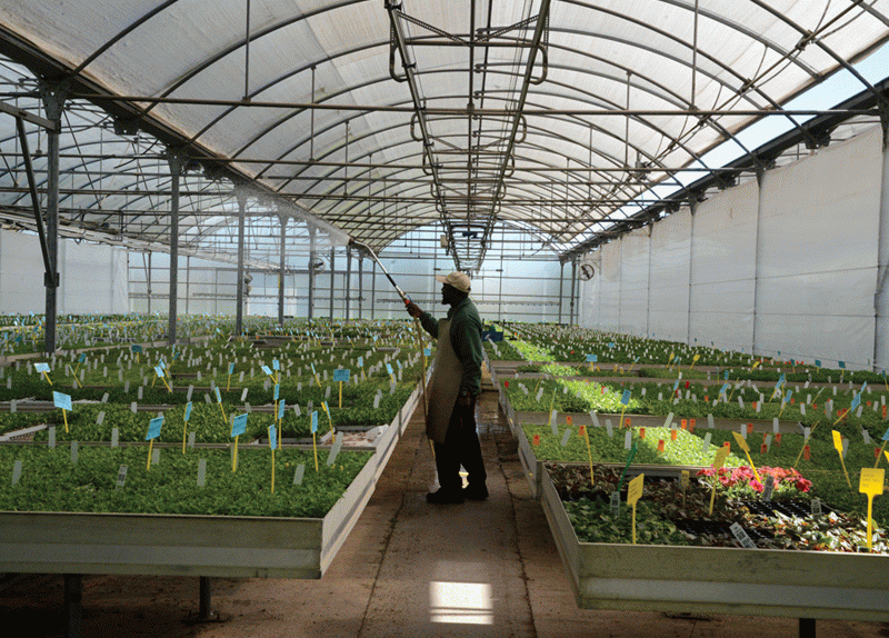 El Saber de les Flors