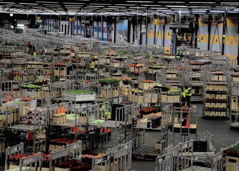 El Saber de les Flors