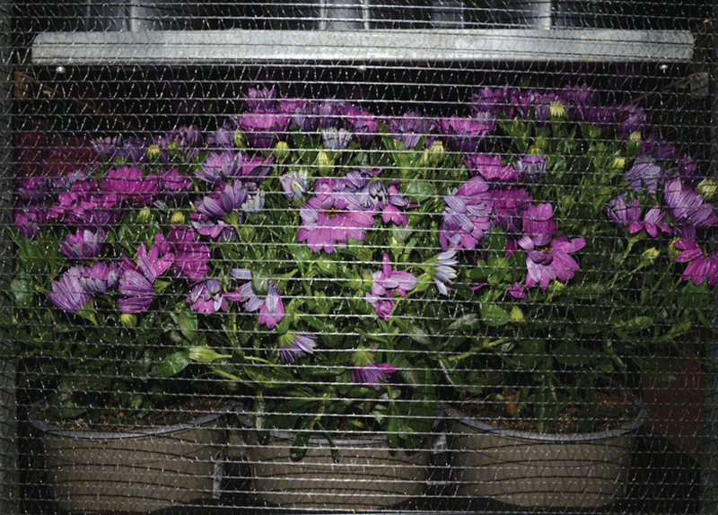 El Saber de les Flors