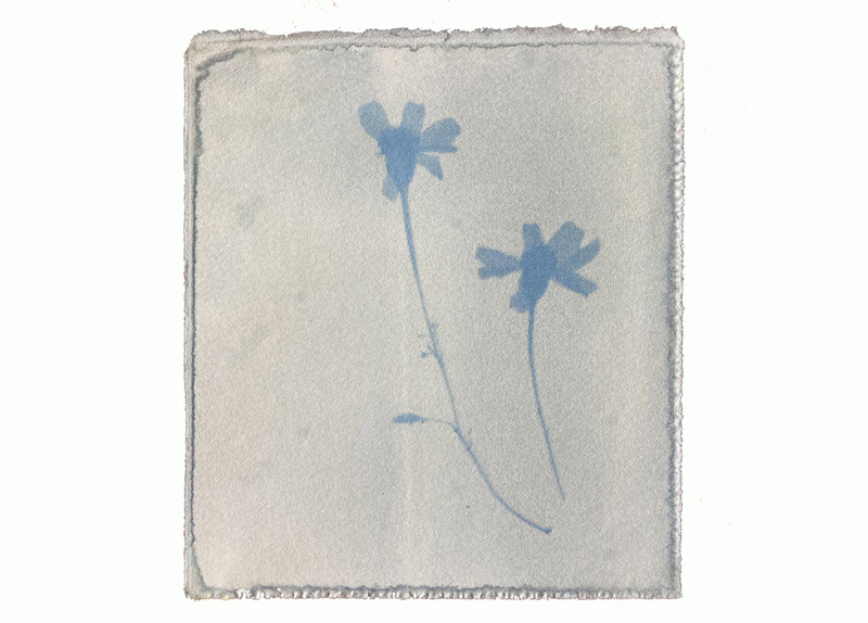 El Saber de les Flors