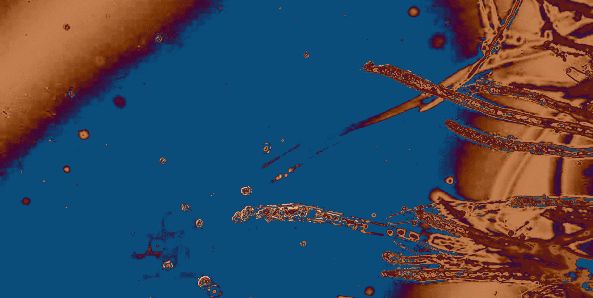 Micrografía hongo esporas