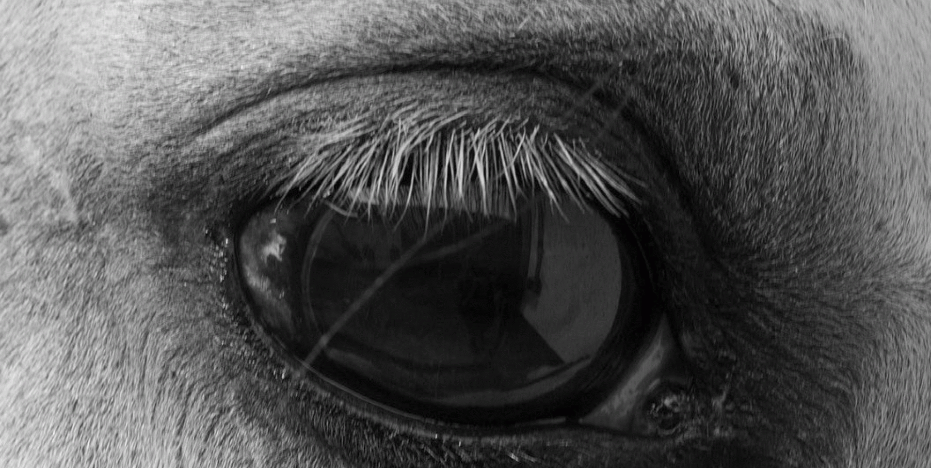 Pedro G. Romero, "Las cantiñas (Men Grastí)", 2021