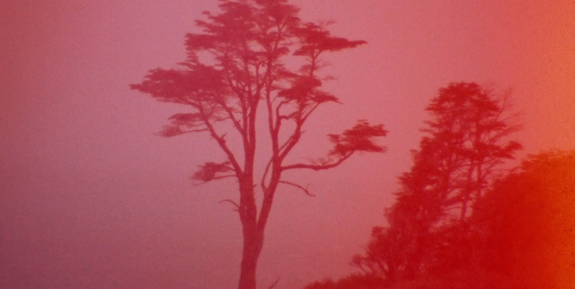 Ana Vaz, A Árvore (2022)