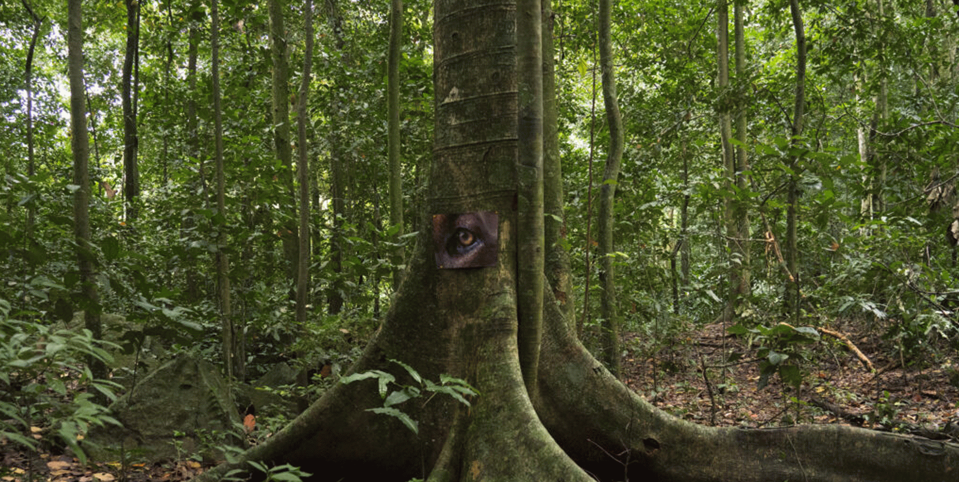Daniel Steegmann Mangrané, La Pensée Férale 