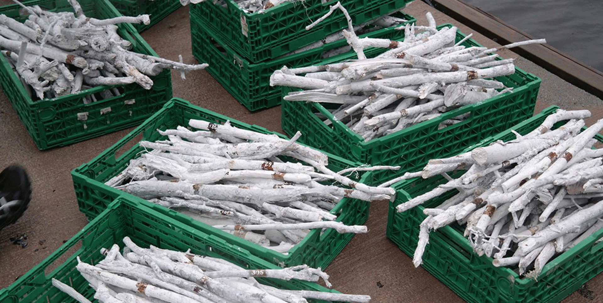 Col·laboració amb el Teatre Lliure