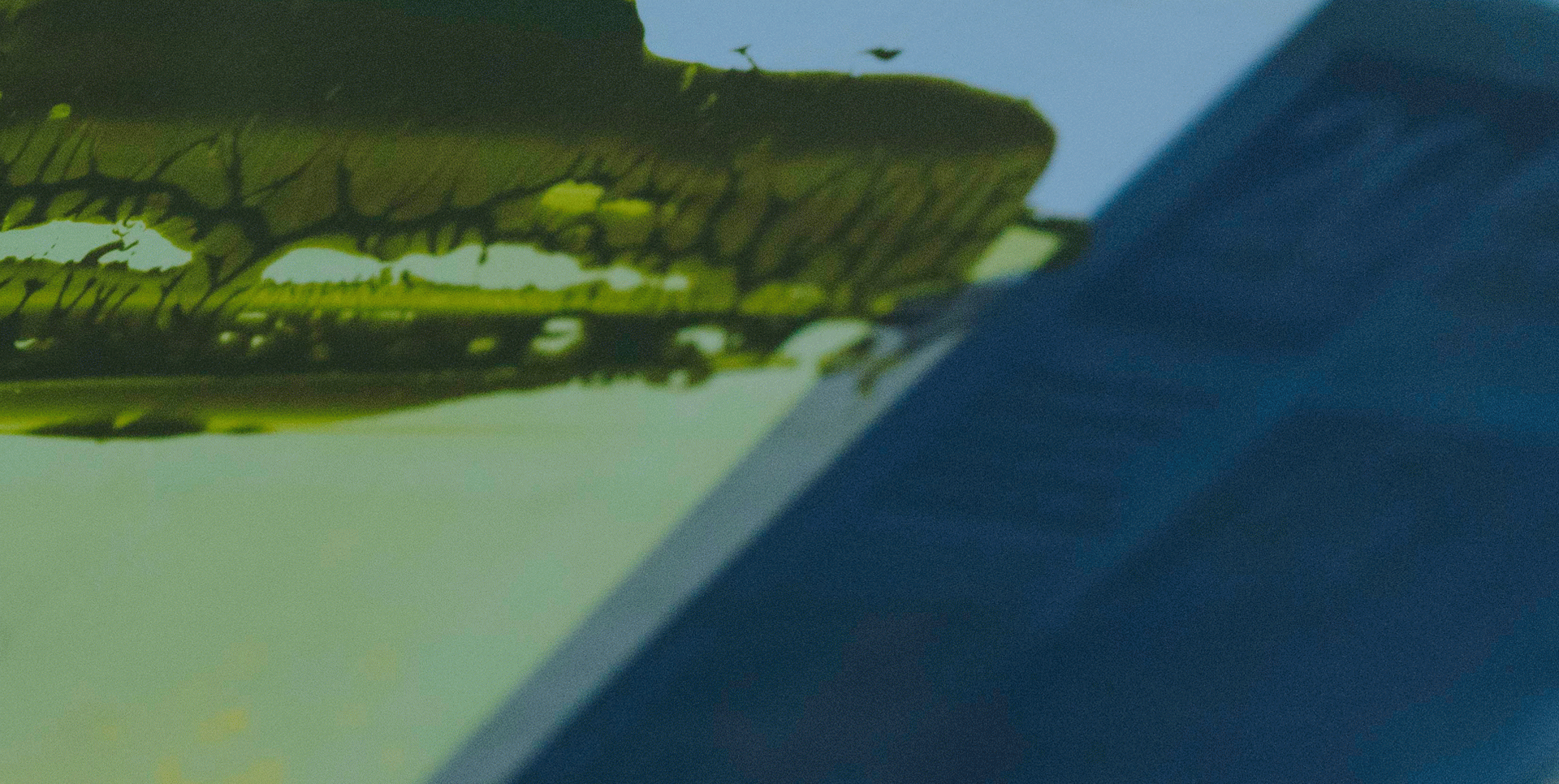 Sessions informatives online d’il·lustració, curadoria i jardins 