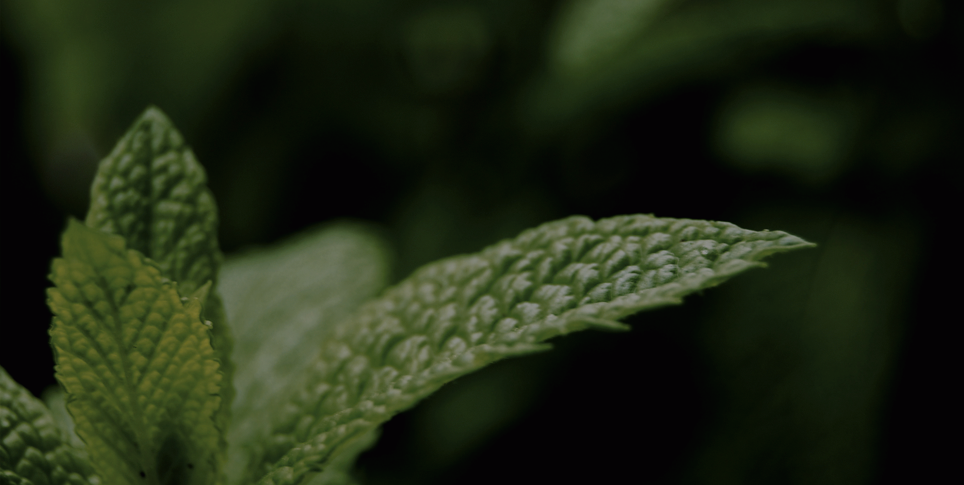 Daniel Castro - Mint