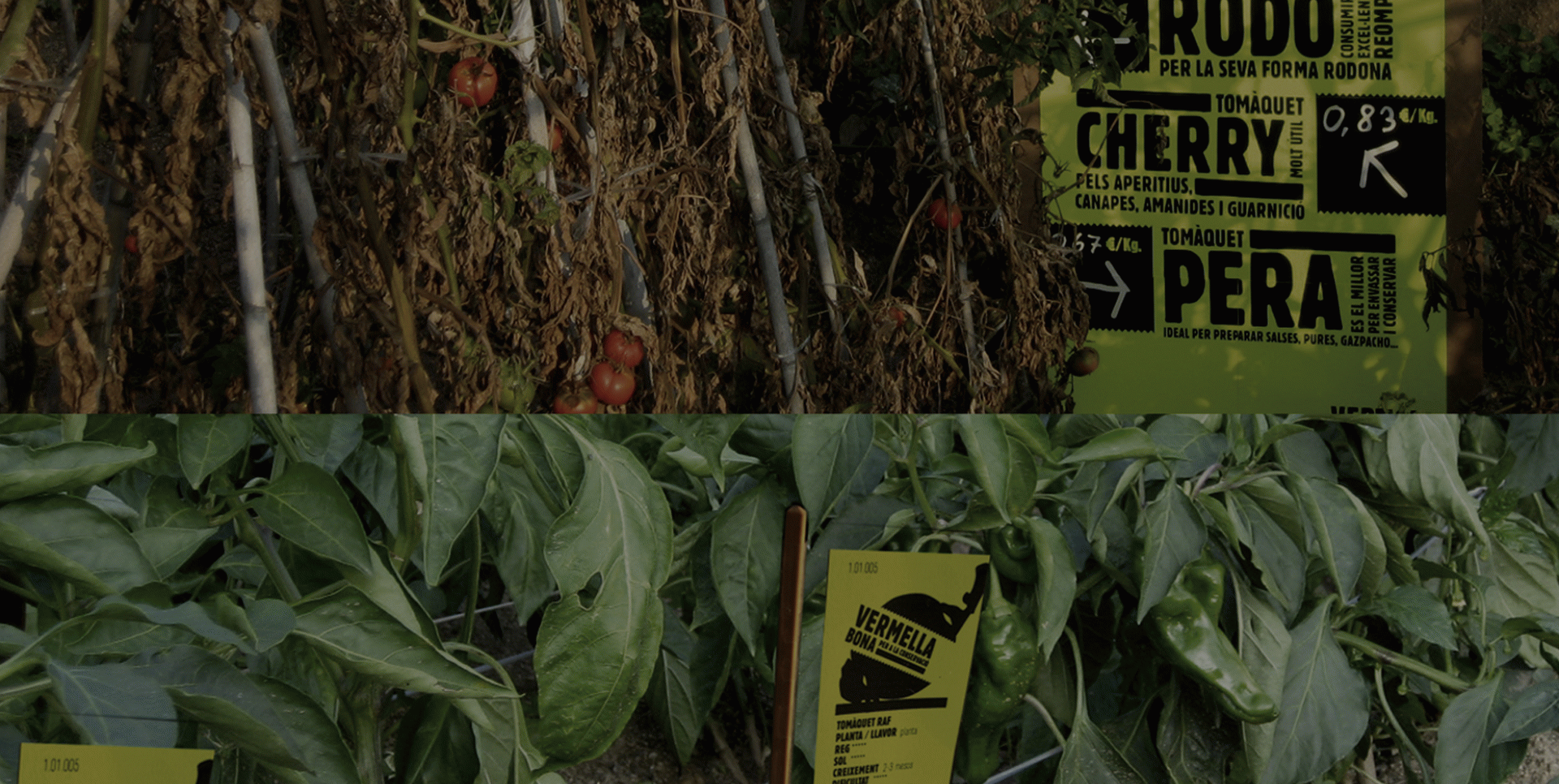 Mònica Clotet Saló - Vertical Hort Urbà