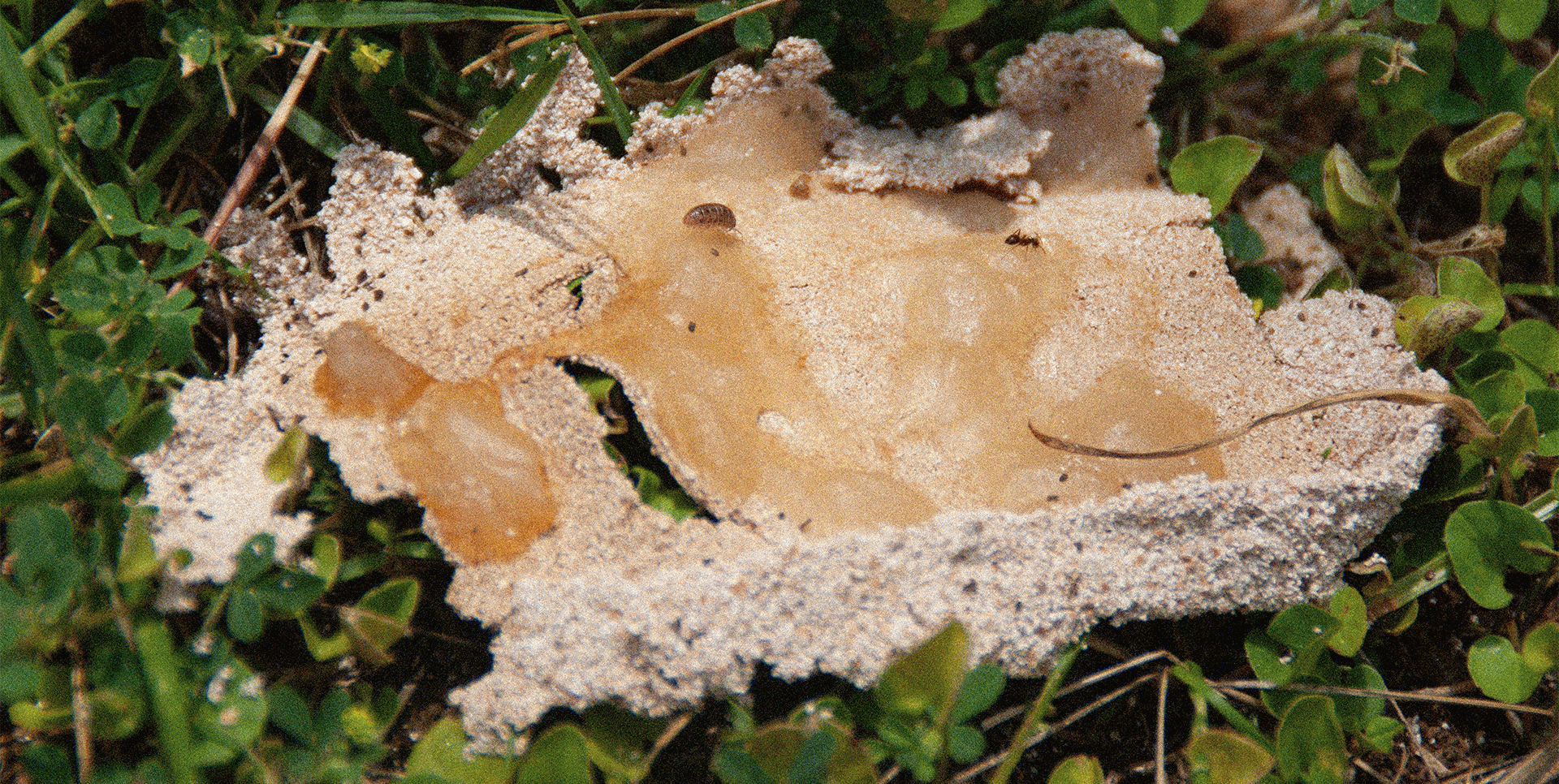 Post-mutación del desecho
