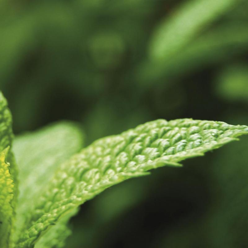 Daniel Castro - Mint