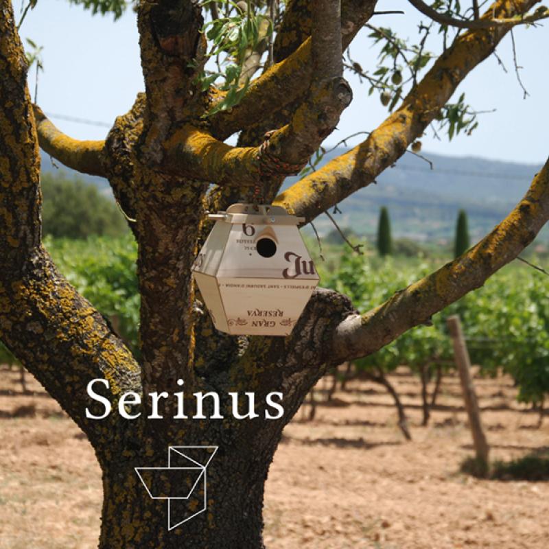 Serinus