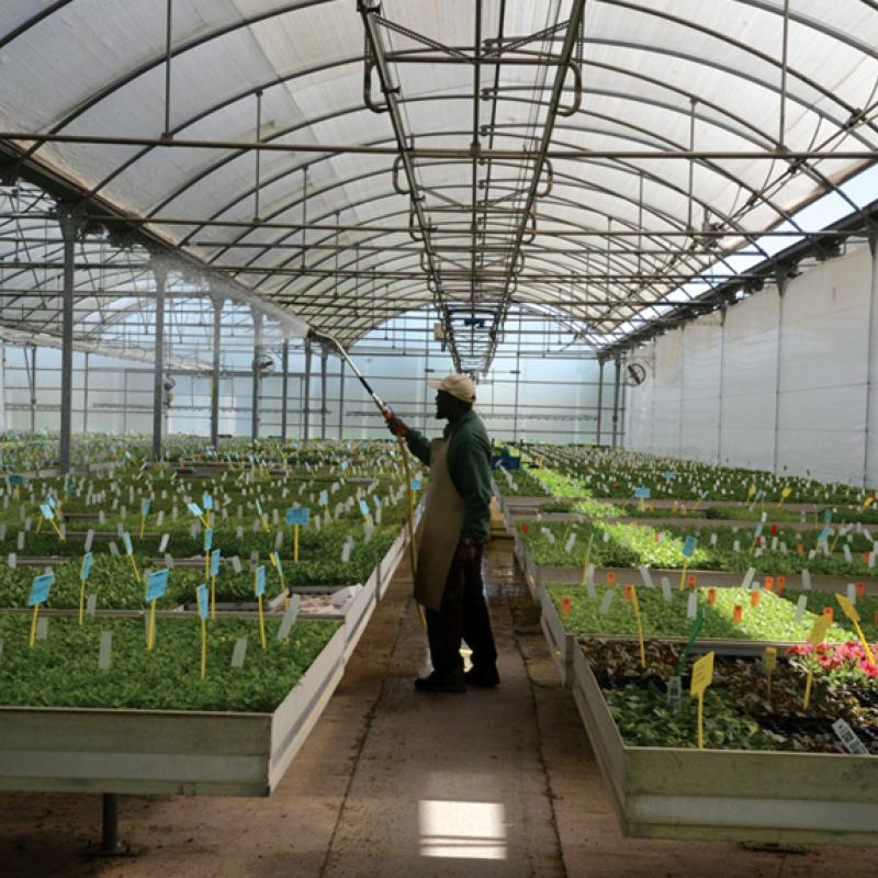 El Saber de les Flors